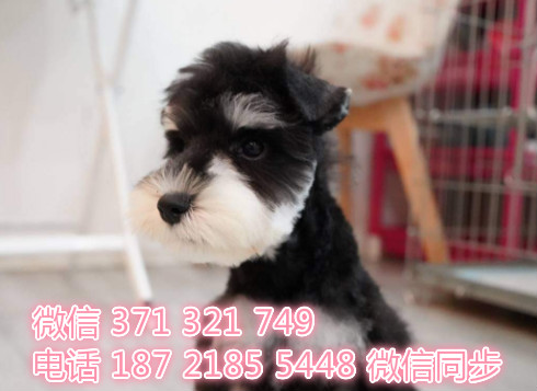 宠物狗狗雪纳瑞出售幼犬 全国可以发货 犬舍繁殖途
