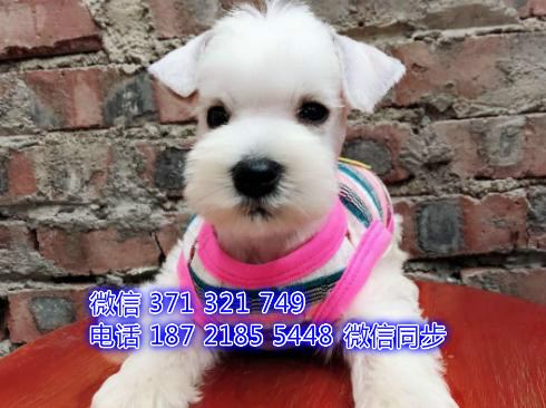 宠物狗狗雪纳瑞 全国可以发货 犬舍繁殖 包健