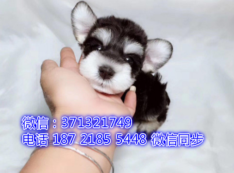 特价 雪纳瑞犬出售纯种幼犬 专业繁殖专业发货 可上门看粕