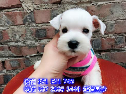 宠物狗狗雪纳瑞 全国可以发货 犬舍繁殖 包健康煌