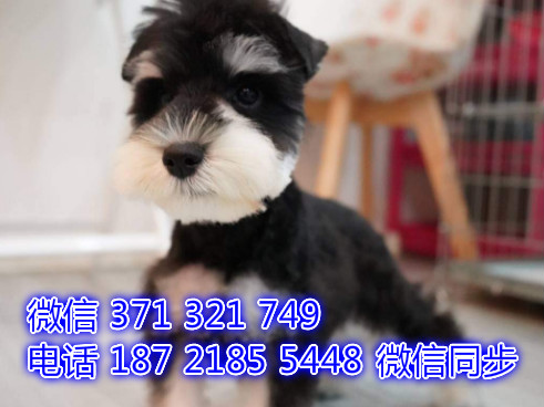 宠物狗狗雪纳瑞出售幼犬 全国可以发货 犬舍繁