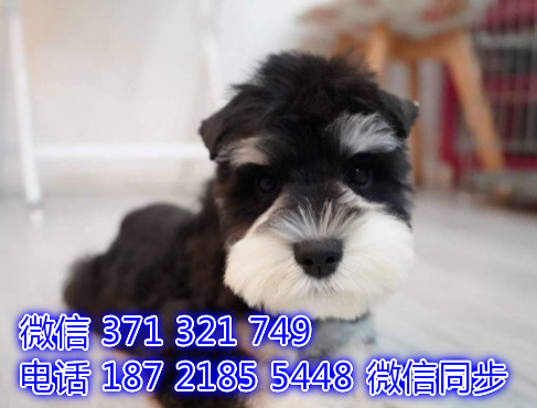 宠物狗狗雪纳瑞出售幼犬 全国可以发货 犬舍繁殖瓢