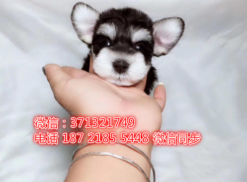 特价 雪纳瑞犬出售纯种幼犬 专业繁殖专业发货 可上门看撇