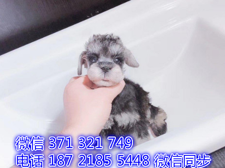 犬舍直销，哪里有宠物雪纳瑞，精品小型中型大型犬狗狗赣