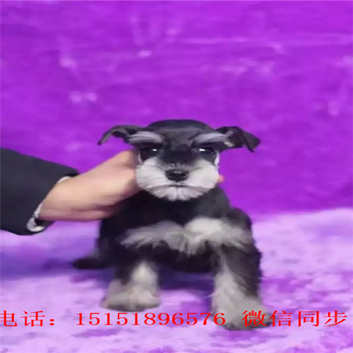 扬州哪里卖雪纳瑞 白色雪纳瑞出售 黑银雪纳瑞