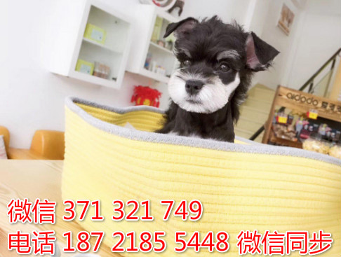 雪纳瑞犬纯种幼犬出售，犬舍直销雪纳瑞 迷你型健康词