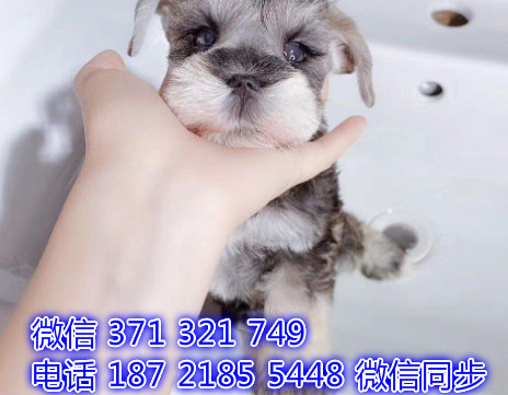 犬舍直销，哪里有宠物雪纳瑞，精品小型中型大型犬