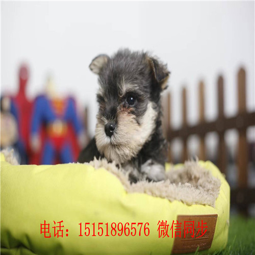 武汉哪里卖雪纳瑞犬 武汉哪里卖健康的雪纳瑞 