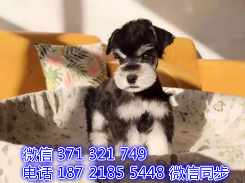 雪纳瑞宠物买卖 宠物市场 宠物狗狗图片宠物网健康鞘