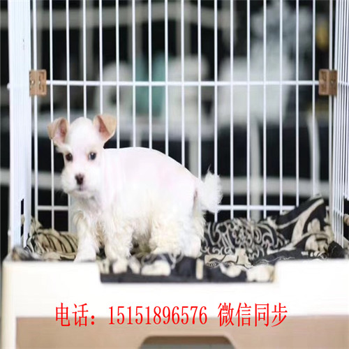 成都哪里卖雪纳瑞 成都雪纳瑞多少钱 成都黑银