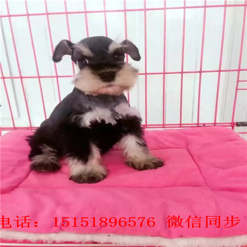 九江哪里卖雪纳瑞犬 九江哪里卖健康的雪纳瑞 