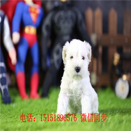 西安哪里卖雪纳瑞 白色雪纳瑞出售 黑银雪纳瑞