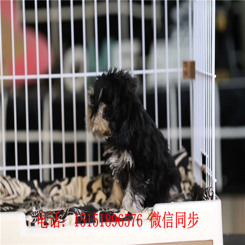 成都哪里卖雪纳瑞 成都雪纳瑞多少钱 成都黑银雪纳瑞出售 成都椒盐色雪纳瑞怎么卖的