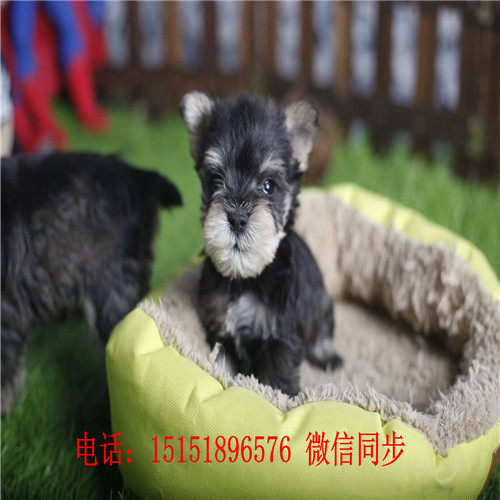 深圳哪里卖雪纳瑞犬 深圳哪里卖健康的雪纳瑞 