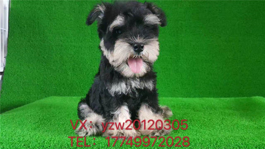 （重庆）诚悦宠物，质保30天犬瘟细小 