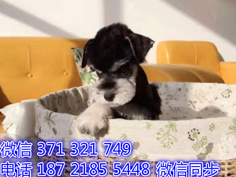 雪纳瑞宠物买卖 宠物市场 宠物狗狗图片宠物网健康堆