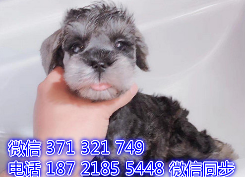 犬舍直销，哪里有宠物雪纳瑞，精品小型中型大型犬狗狗难