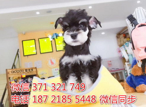 雪纳瑞犬纯种幼犬出售，犬舍直销雪纳瑞 迷你型