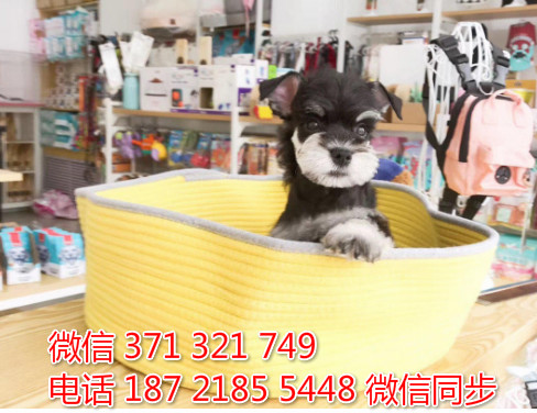 雪纳瑞犬纯种幼犬出售，犬舍直销雪纳瑞 迷你型健康褂