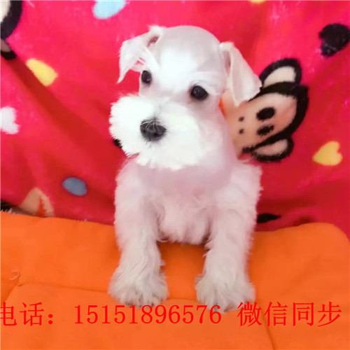 重庆哪里卖雪纳瑞 白色雪纳瑞出售 黑银雪纳瑞价格小体雪纳瑞多少钱