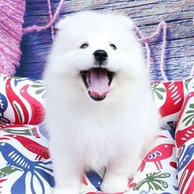 合肥雪纳瑞多少钱一只 合肥哪里有宠物狗卖