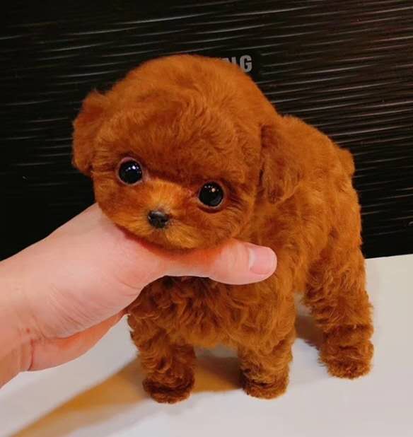 合肥雪纳瑞多少钱一只 合肥哪里有宠物狗卖