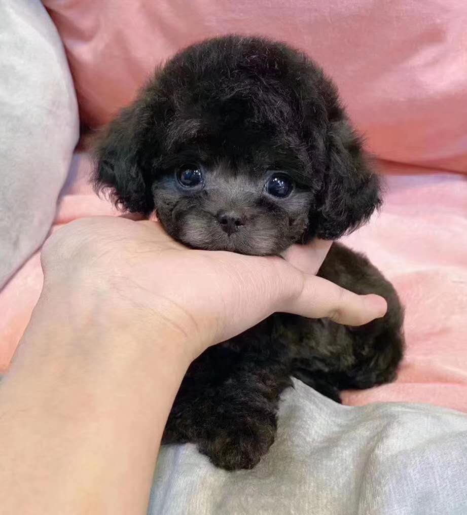 合肥雪纳瑞多少钱一只 合肥哪里有宠物狗卖