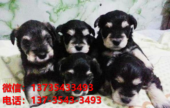 晋城宠物狗狗犬舍出售纯种雪纳瑞犬卖狗买狗地方狗市场在哪