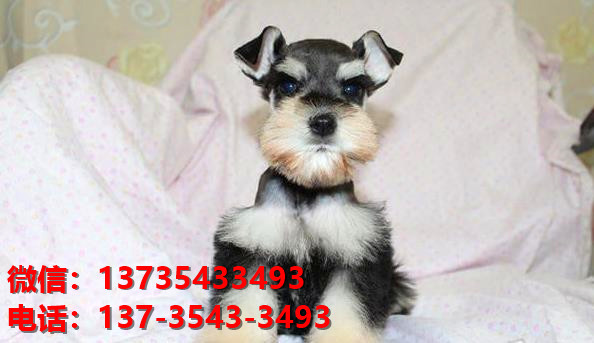 济南狗场出生纯种雪纳瑞犬幼犬迷你椒盐色卖狗