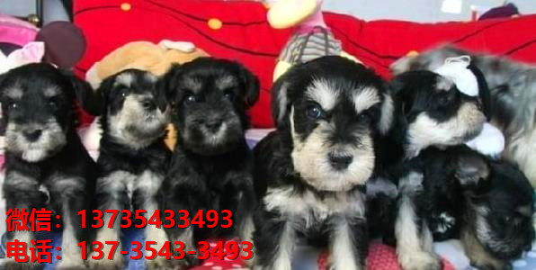 重庆狗场出生纯种雪纳瑞犬幼犬迷你椒盐色卖狗