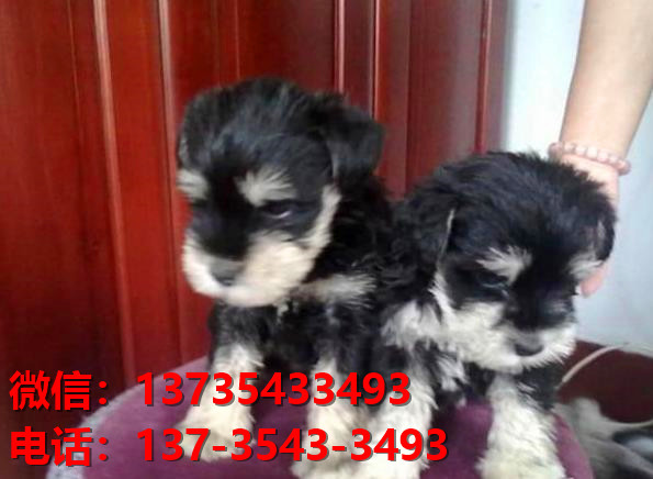 苏州狗场出生纯种雪纳瑞犬幼犬迷你椒盐色卖狗买狗地方狗市场在哪