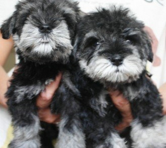 文山丘北县买雪纳瑞请进 狗场雪纳瑞幼犬出售