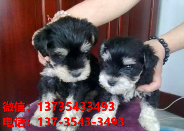 苏州狗场出生纯种雪纳瑞犬幼犬迷你椒盐色卖狗买狗地方狗市场在哪