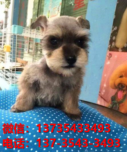 晋城宠物狗狗犬舍出售纯种雪纳瑞犬卖狗买狗地