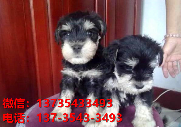 苏州狗场出生纯种雪纳瑞犬幼犬迷你椒盐色卖狗