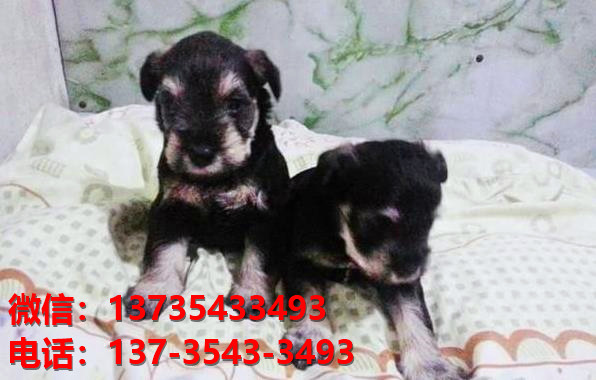 晋城宠物狗狗犬舍出售纯种雪纳瑞犬卖狗买狗地方狗市场在哪