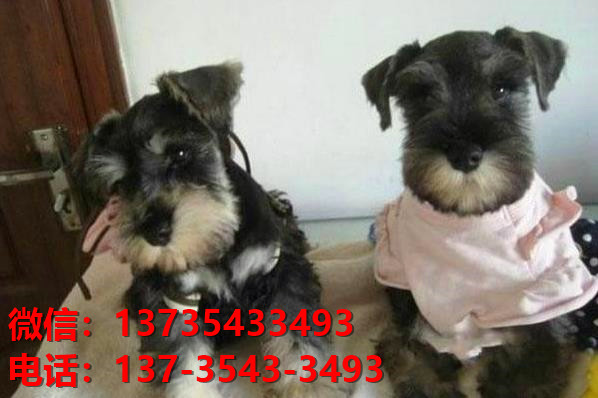 深圳狗场出生纯种雪纳瑞犬幼犬迷你椒盐色卖狗