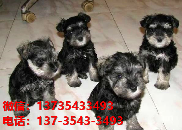 聊城宠物狗犬舍领养纯种雪纳瑞幼犬网上卖狗买