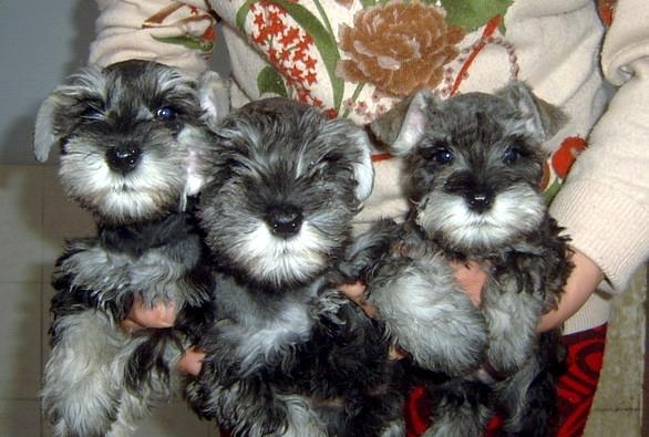 梁河县买狗 梁河县买雪纳瑞 狗场出售雪纳瑞