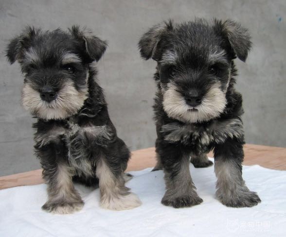 瑞丽买狗 瑞丽买雪纳瑞的地方 云南养狗场