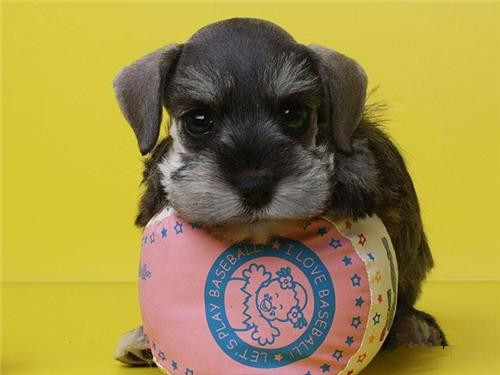 佛山哪里有卖雪纳瑞犬 佛山雪纳瑞犬一只多少钱 可送货