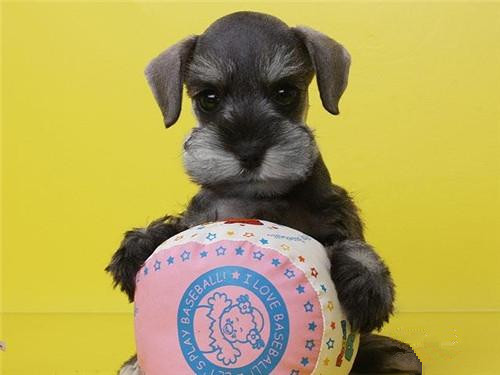 佛山哪里有卖雪纳瑞犬 佛山雪纳瑞犬一只多少