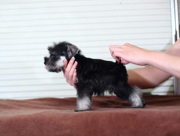 广州买狗 广州哪里有买狗靠谱 雪纳瑞犬一只多少钱