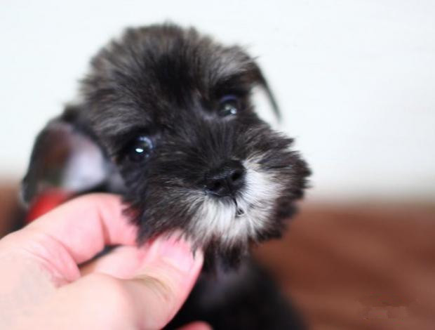 广州买狗 广州哪里有买狗靠谱 雪纳瑞犬一只多少钱