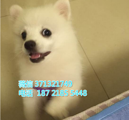 银狐犬出售纯种幼犬，小型犬狗狗，活泼聪明