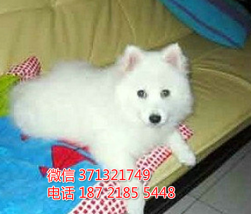 银狐犬出 天津狗场繁殖 银狐犬狗狗 全国发货