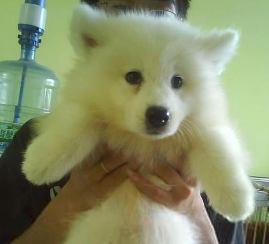 大连犬舍出售纯种银狐犬幼犬哪里有宠物狗领养