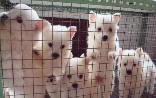 郑州犬舍出售纯种银狐犬哪里有狗市场买狗卖狗