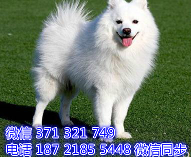 广州全国发货，银狐犬出售纯种幼犬 犬舍促销