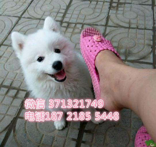 福州狗狗 银狐犬出售纯种幼犬 福州犬舍 全国